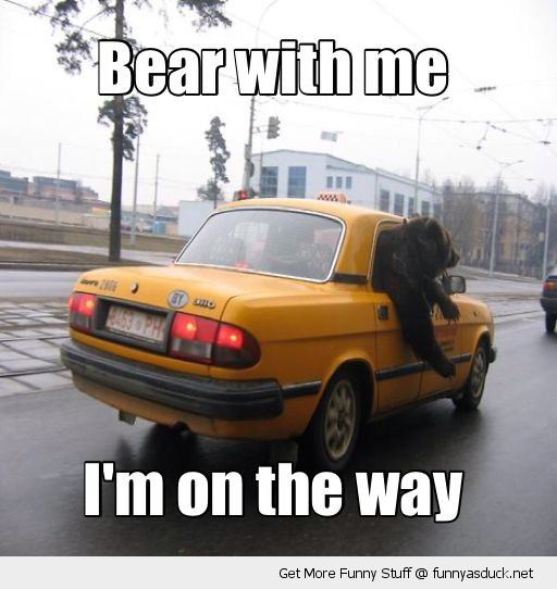 funny-beart-with-me-driving-car-on-the-way-pics